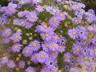 五色菊種子怎么種植？