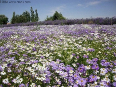 五色菊種子多少錢一斤