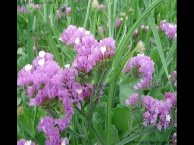 勿忘我種子多久能開花