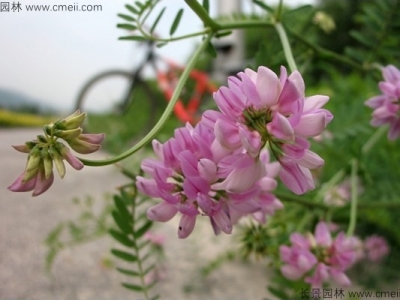 小冠花種子幾月份種植？