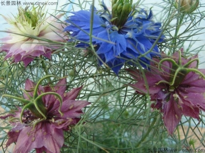 波斯寶石什么時候開花？