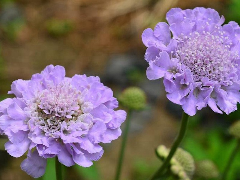 輪峰菊