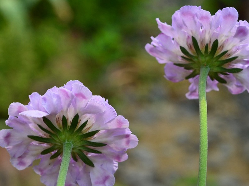 輪峰菊