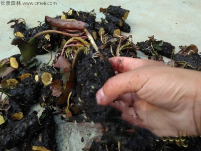 睡蓮什么時(shí)候開花？