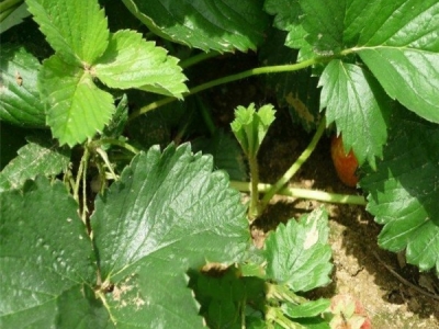 草莓的種植方法及時(shí)間