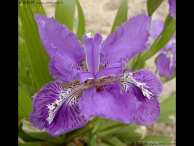 藍花鳶尾如何養(yǎng)？
