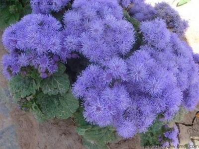 藍(lán)香薊的種植方法