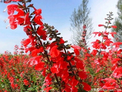紅色鼠尾草的養(yǎng)殖方法和注意事項