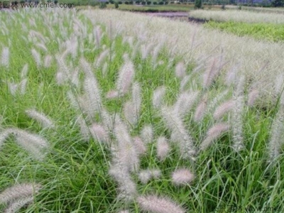 東方狼尾草種子幾天發(fā)芽？