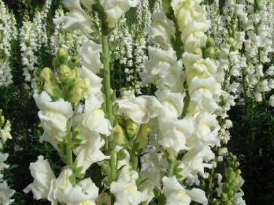 到哪里可以購(gòu)買到金魚(yú)草種子