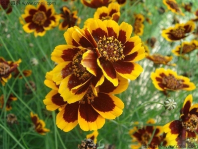 蛇目菊種子如何養(yǎng)護(hù)？