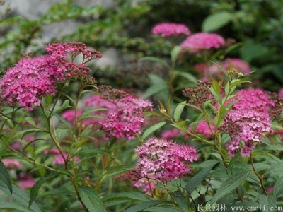 繡線菊的花期時(shí)間在幾月份？