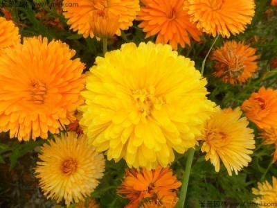 金盞菊種子幾天發(fā)芽？