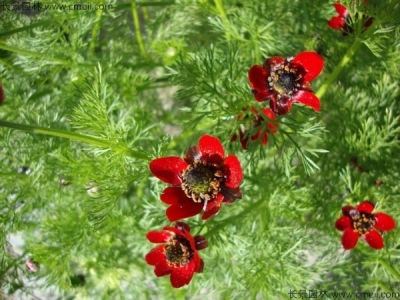 福壽花的花語是什么？
