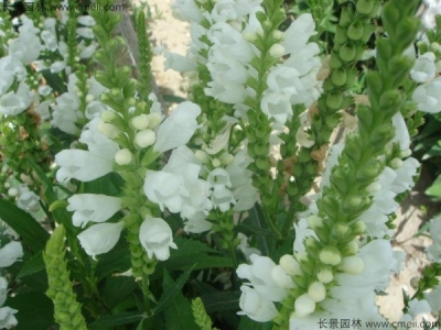 假龍頭種子多少錢一斤？