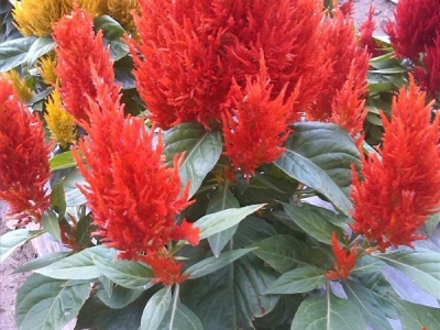 到哪里可以購(gòu)買火焰雞冠花種子