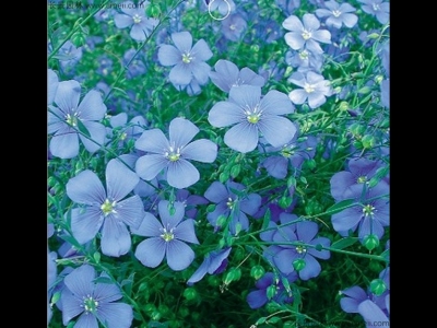 藍(lán)花亞麻怎么養(yǎng)