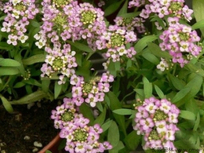 香雪球種子在播種幾天發(fā)芽？