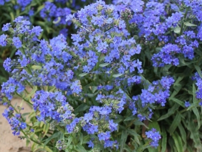南非牛舌草的花語是什么？