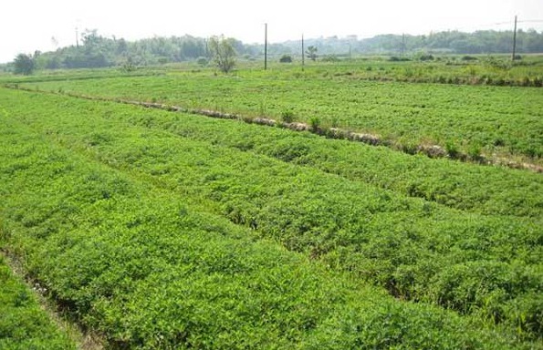 1626953510131894.jpg image.jpg