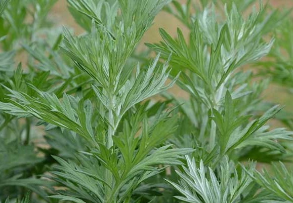 1626953526939214.jpg image.jpg