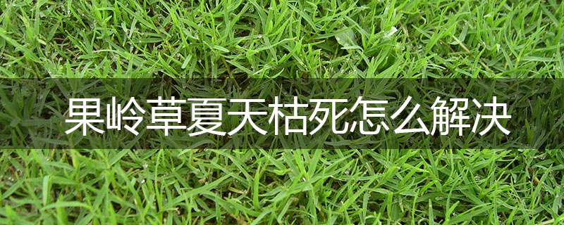 果嶺草夏天枯死怎么解決 果嶺草夏天枯死怎么解決
