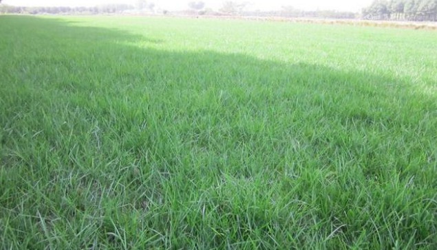 黑麥草生長(zhǎng)環(huán)境要求