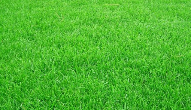 黑麥草生長(zhǎng)環(huán)境要求