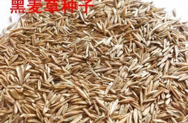 黑麥草生長(zhǎng)環(huán)境要求