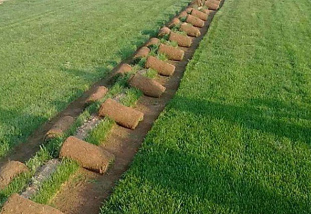 1627989881820313.jpg image.jpg