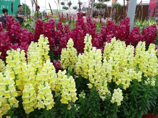 1628566605598205.jpg 金魚草2.jpg