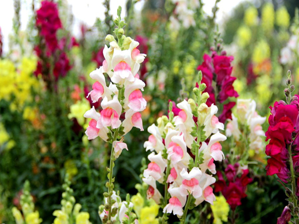 1628566619925412.jpeg 金魚草1.jpeg