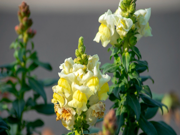 1628566629497591.jpeg 金魚草3.jpeg