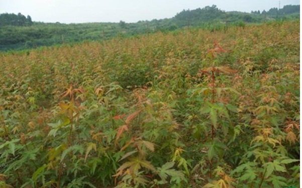 1629266614159121.jpg image.jpg