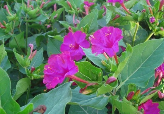 1629701605589964.jpg image.jpg