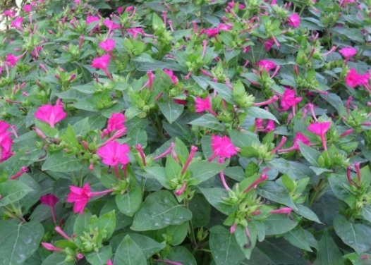 1629703174497423.jpg image.jpg