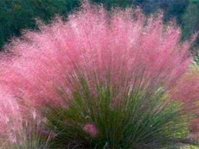 粉黛亂子草種子多少錢一斤？