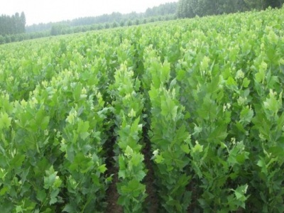 法桐種子幾月播種最好？