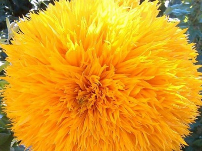 玩貝熊向日葵種子幾月份播種？