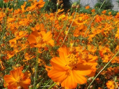 硫華菊種子需要泡嗎？