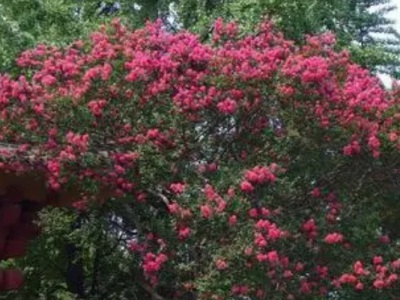 紫薇種子發(fā)芽溫度？