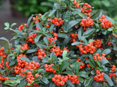 火棘種子發(fā)芽溫度？