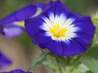 三色旋花種子要泡水嗎