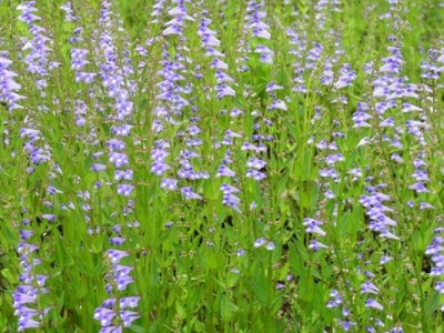 半枝蓮種子幾月種？