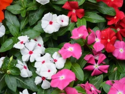 長春花的種子幾月份種植好？