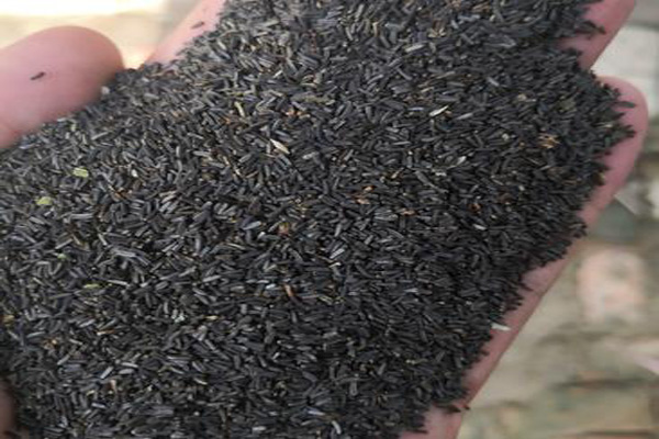 1635216501785609.jpeg 黑心菊種子.jpeg