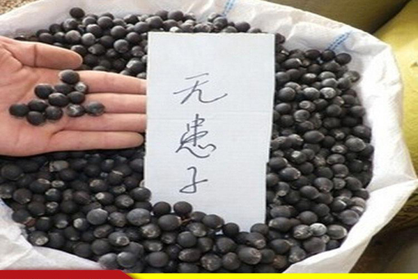 無(wú)患子種子2.jpeg