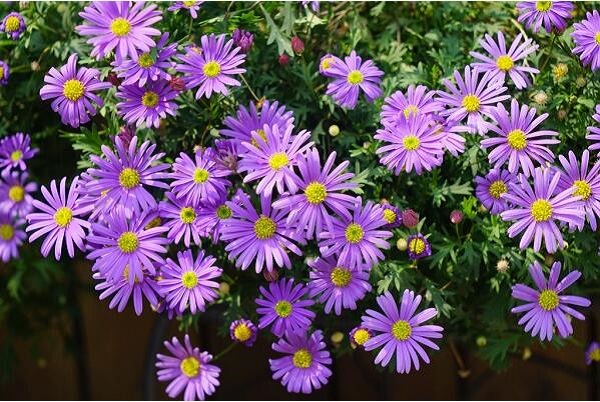 荷蘭菊.jpg 荷蘭菊.jpg