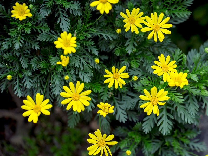 黃金菊.jpg 黃金菊.jpg