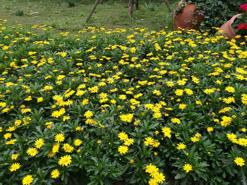 黃金菊.jpg 黃金菊.jpg